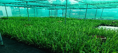 Farmer’s Participatory Quality Seed Production in Sugarcane Organised