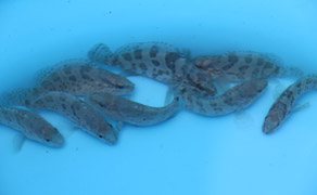seedsofgrouper_0.jpg