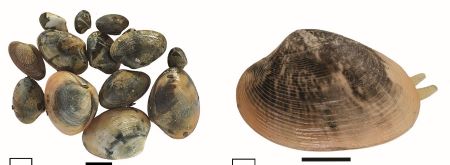 ICAR-CMFRI’s Intervention Revives Short-Neck Clam Stocks in Kerala’s Ashtamudi Lake