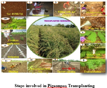Transplanting Technology: Unlocking the Yield Potential of Pigeonpea through a Sustainable and Resource-Efficient Approach in Bidar District