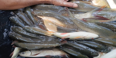 Traditional to Transformation: A Success Story of Scientific Fish Farming