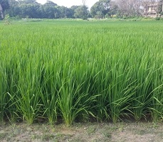 ss-cau-03