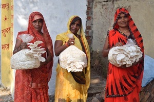 वाराणसी में महिला समूह द्वारा मशरूम उत्पादन की स्थिरता के लिए विपणन मॉडल के लिए एफपीओ आधारित प्रशिक्षण: भाकृअनुप-आईआईवीआर का एक प्रयोग