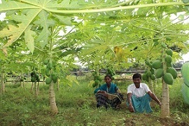 sspapayya-02