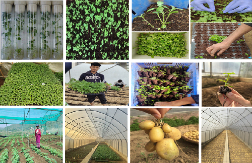 Transforming Seed Potato Production through Apical Rooted Cuttings: A Success Story from Meghalaya