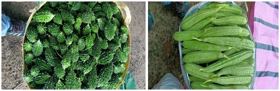 From Fragmented Farming to Tech-Enabled Vegetable Clusters: A Policy Model for SC Farmer Empowerment