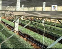 sucess-story-Quality-Seedlings2