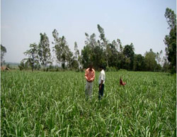 sucess-story-sugarcane-dehradun-3