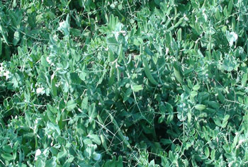 sucess-story-sushil-kumar-vegetable-pea-1