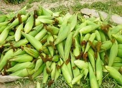 swwetcorn-01_0.jpg