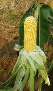 swwetcorn-02_0.jpg