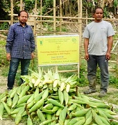 swwetcorn-04