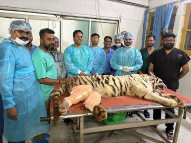 ICAR-IVRI, Izatnagar Performs Complex Orthopaedic Surgery on White Tigress from Delhi Zoo