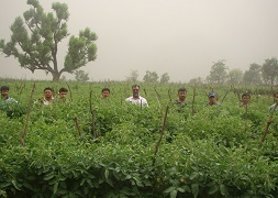 tomato-03-28112018_0.jpg 