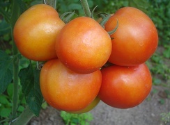  tomato-04-28112018_0.jpg 