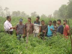 tomato-05-28112018_0.jpg
