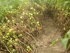 tomato-08-28112018_0.jpg