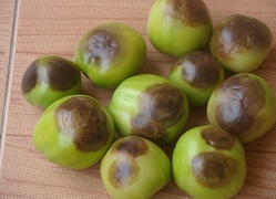 tomato-09-28112018_0.jpg 