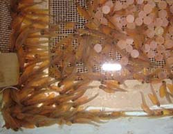trout-farming-arunachal-pradesh-08-07-2015-3_1.jpg
