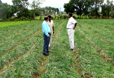 turmeric-farmer