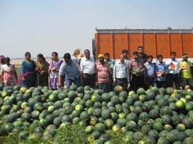 watermelon-0226032014_0.jpg 