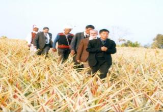 Pineapple-Festival-03-02-2011-1