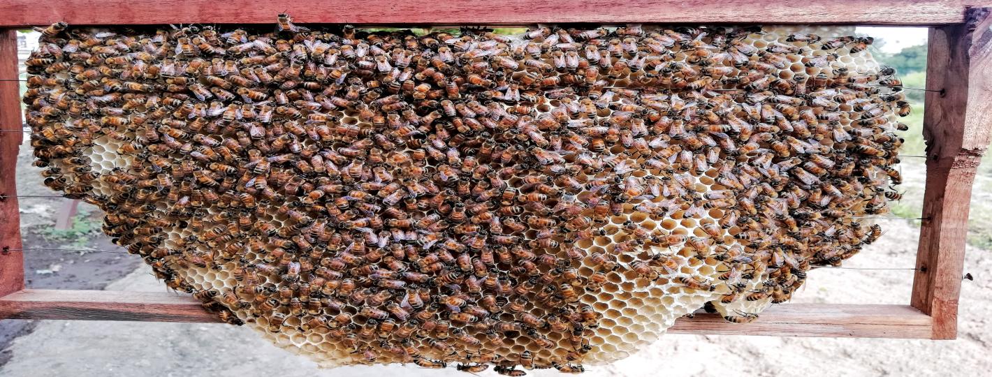 74 Honeybees