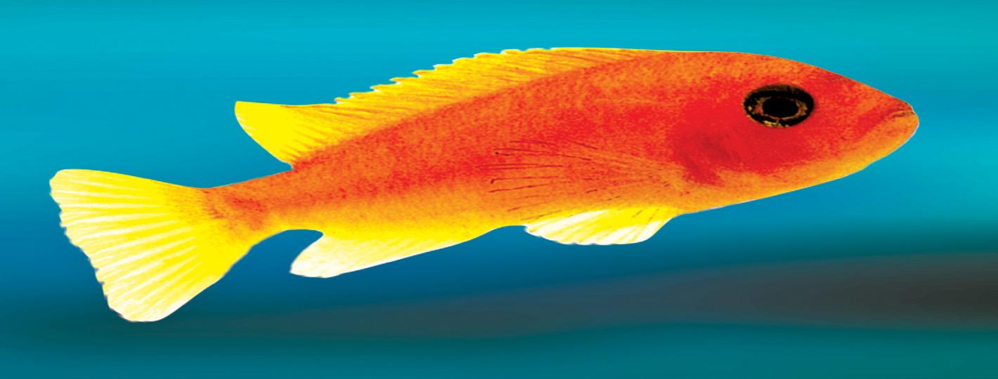 93b-Mlawi-cichlid-Fish.jpg